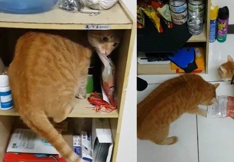 萌喵崩坏！橘猫「打喷嚏瞬间」撞脸柯P 网友笑喷：柯市长好