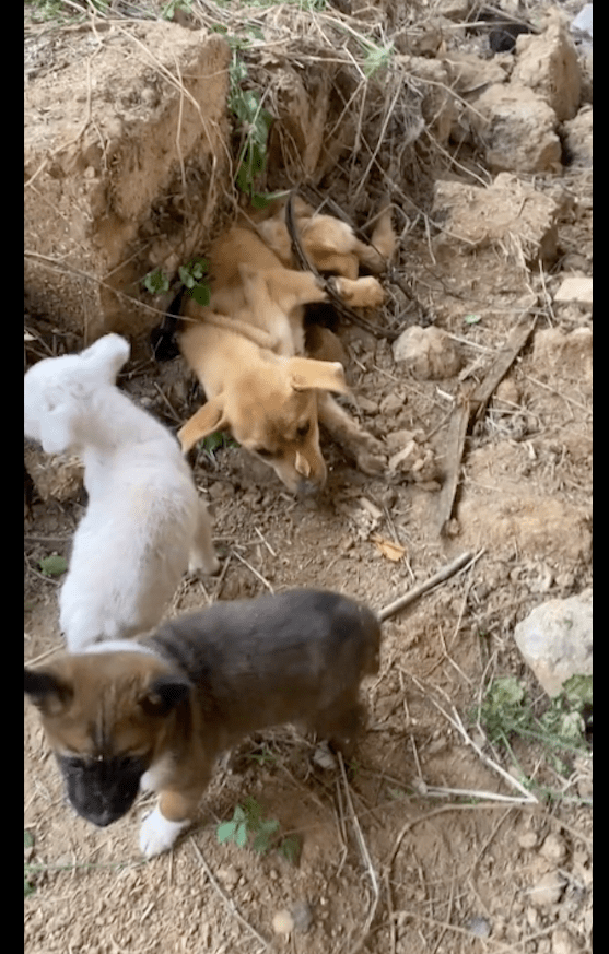 狗妈妈的腿被夹住了,仍逃回家照顾孩子,没奶水小狗被活活饿死!