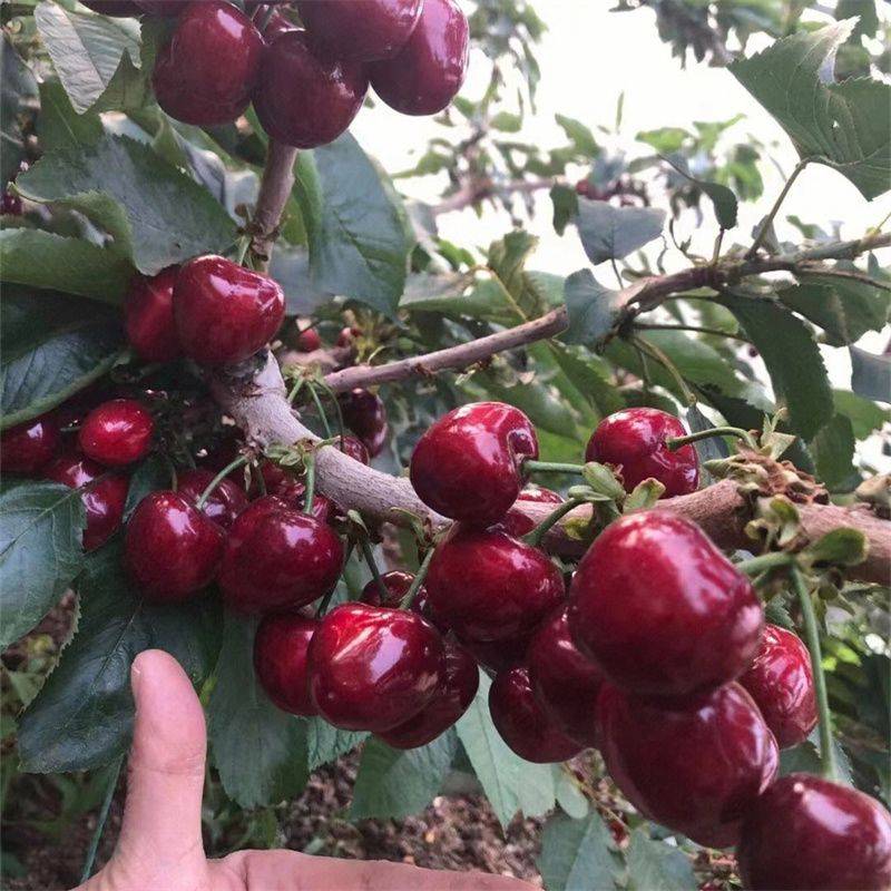 南方种植罗亚理车厘子樱桃苗:果实饱满,色泽艳丽,口感上佳_品种_气候