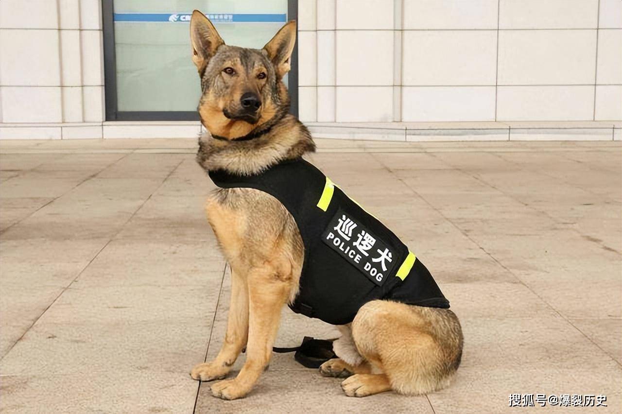 中国名犬昆明犬:国产唯一可做军警犬的品种
