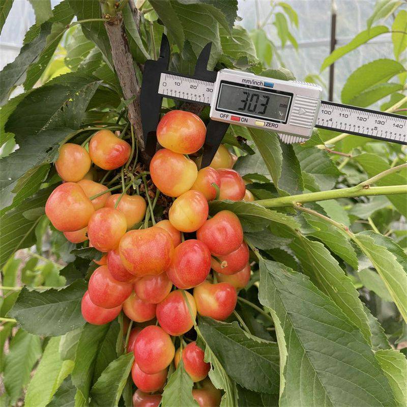 红南阳樱桃苗:果实饱满,色泽艳丽,口感鲜美_种植_树苗_维生素