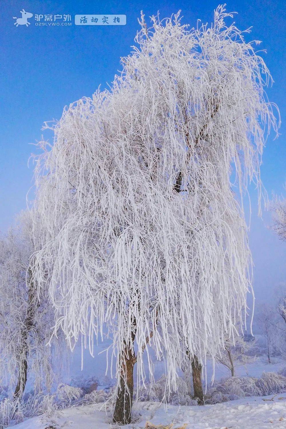 雪乡雾凇冰松图片图片