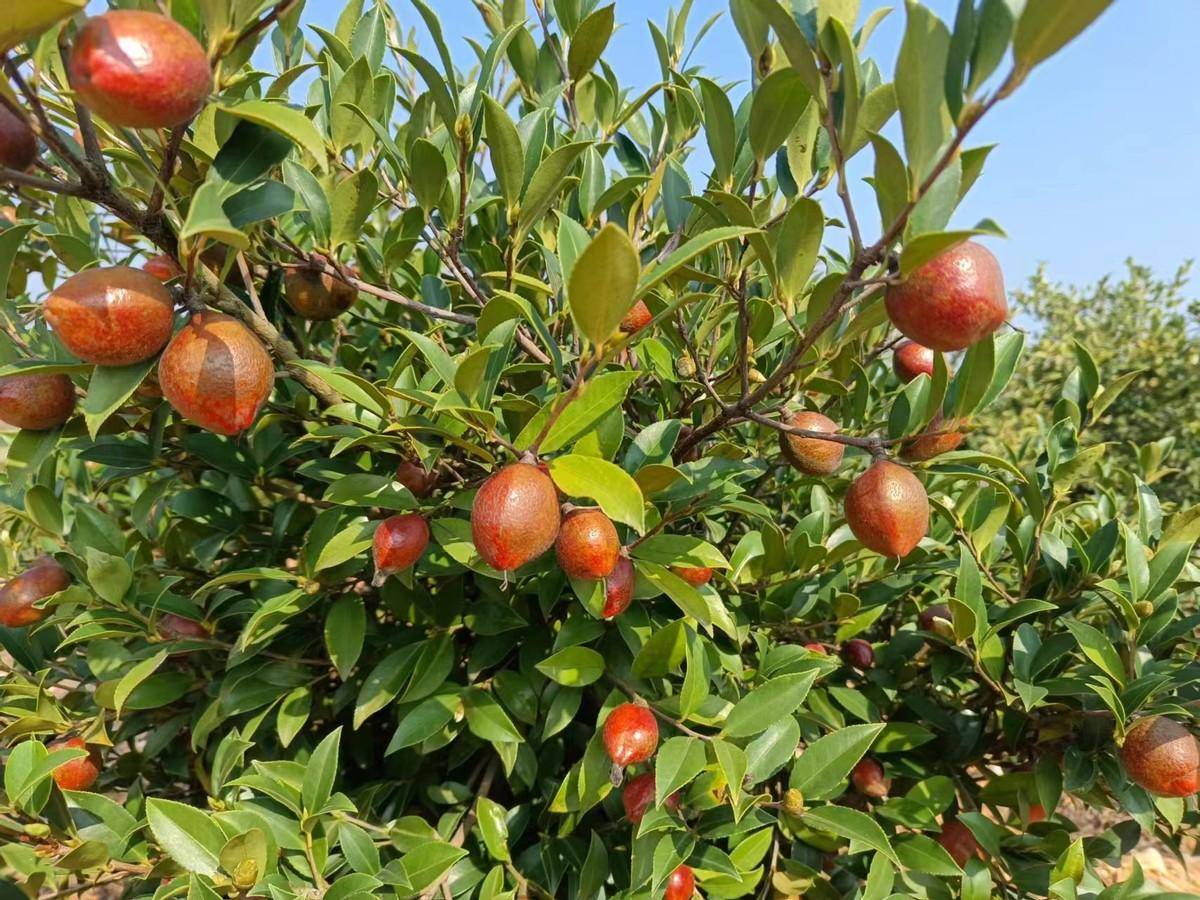 安徽安庆:宿松发展油茶产业绿山兴县富民_宿松县_林业_技术