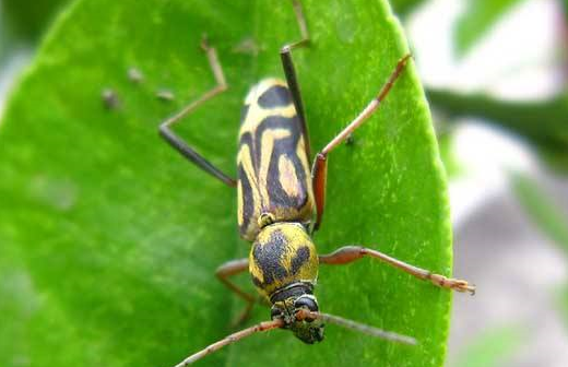 它被称"天牛",有药用价值,以前人人嫌弃,现在一只卖到2000元_昆虫