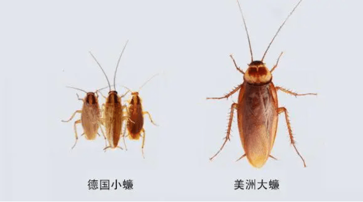 北方老鼠一捏就死，南方老鼠和猫干仗！为何北方人就比南方人高？(图9)