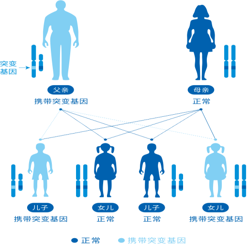 然而,这种遗传并非像单一基因遗传病那样简单,而是更多涉及到多基因的