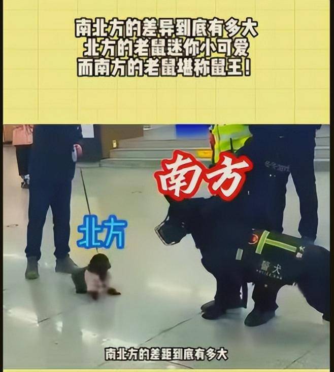 北方老鼠一捏就死，南方老鼠和猫干仗！为何北方人就比南方人高？(图17)