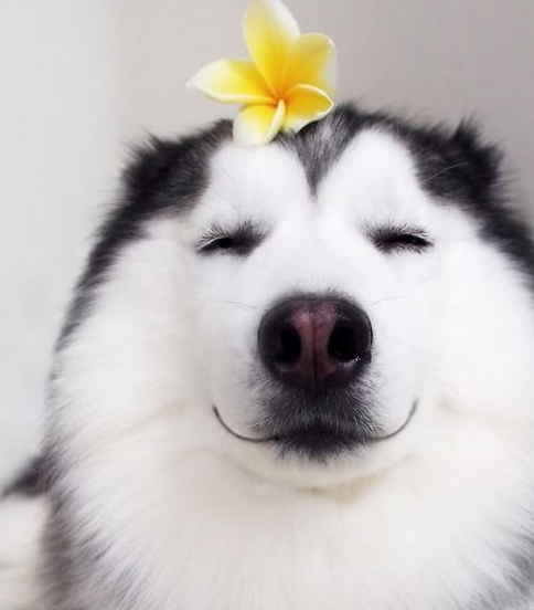 哈士奇憨笑眯眯眼让人心暖暖!