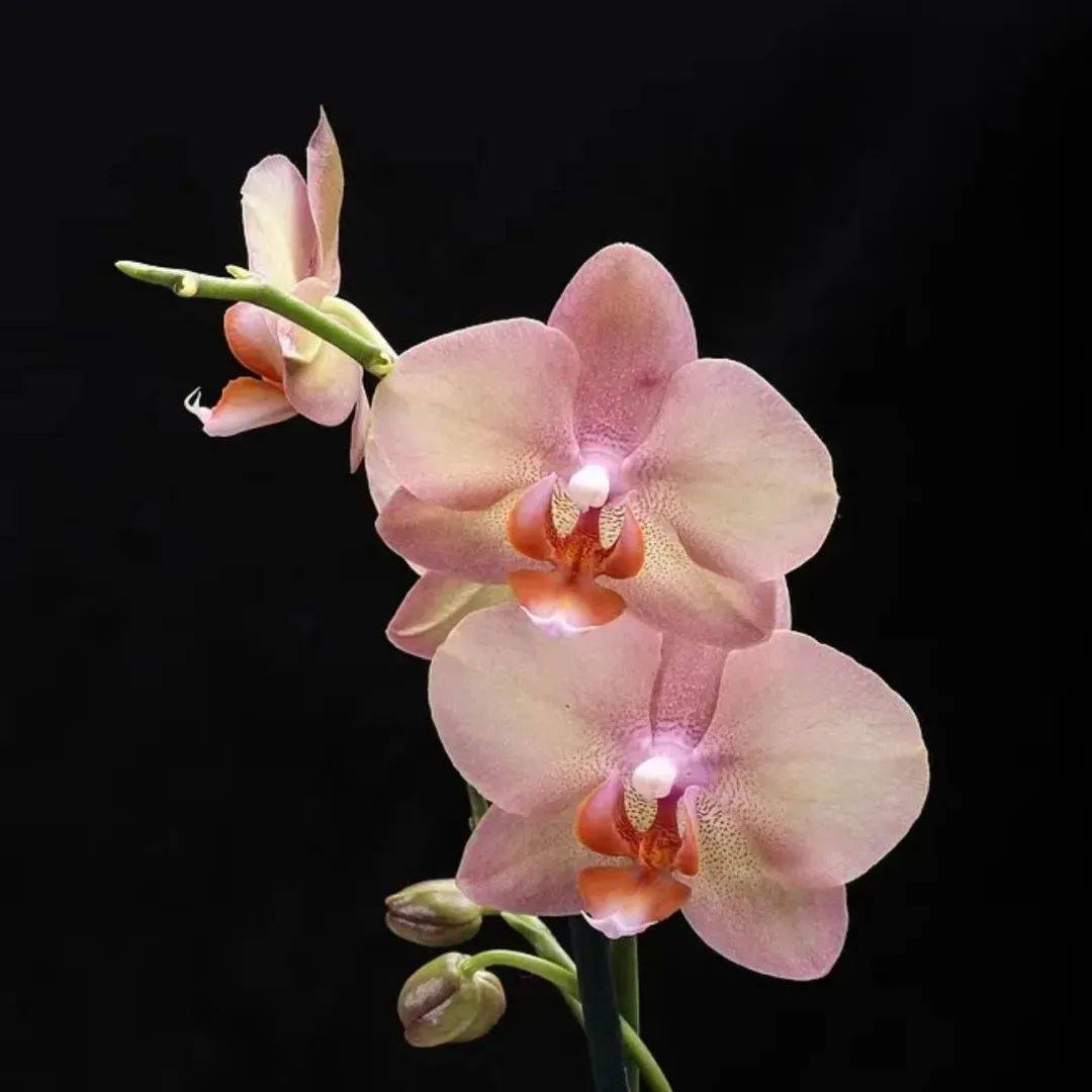 走进兰花世界,带你去认识兰花中的翘楚,看一枝兰花的诞生.