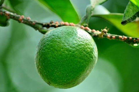 它个头虽小,全身都是宝,很多人却当垃圾扔掉了,现在知道还不晚(图3) 它个头虽小,全身都是宝,很多人却当垃圾扔掉了,现在知道还不晚(图3)