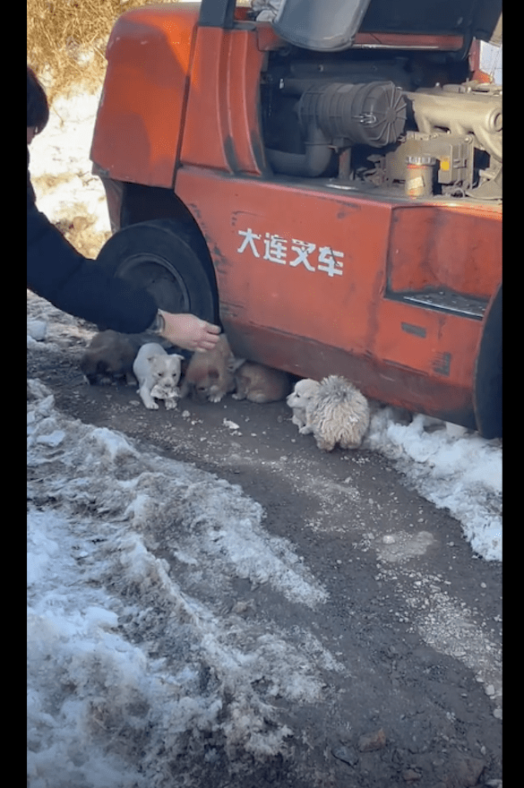 狗贩子将卖不掉的小狗遗弃,它们躲在车下冻得瑟瑟发抖,太可怜了 狗贩子将卖不掉的小狗遗弃,它们躲在车下冻得瑟瑟发抖,太可怜了