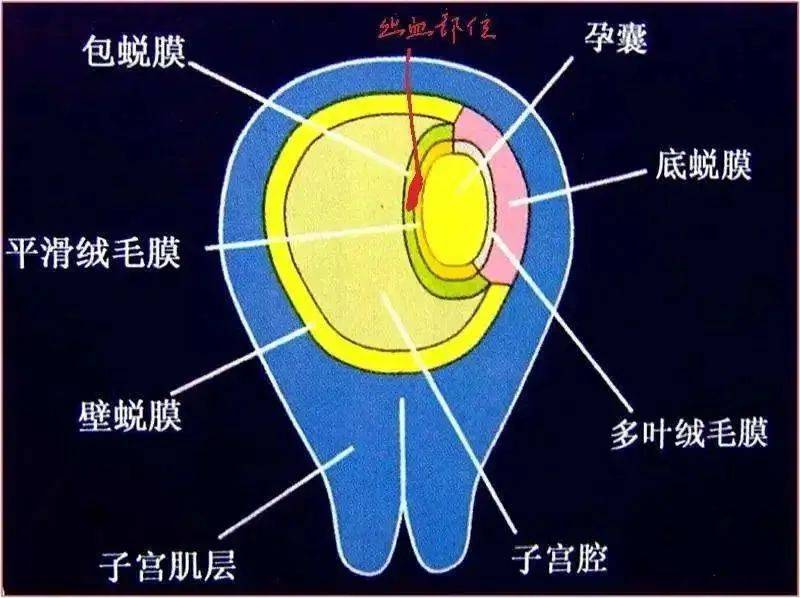 怀孕早期子宫图图片