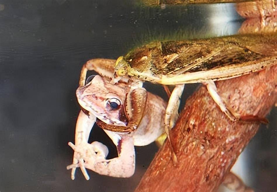 "水中恶霸"田鳖,吃青蛙能捕蛇,还爱咬人脚趾造成永久性创伤!