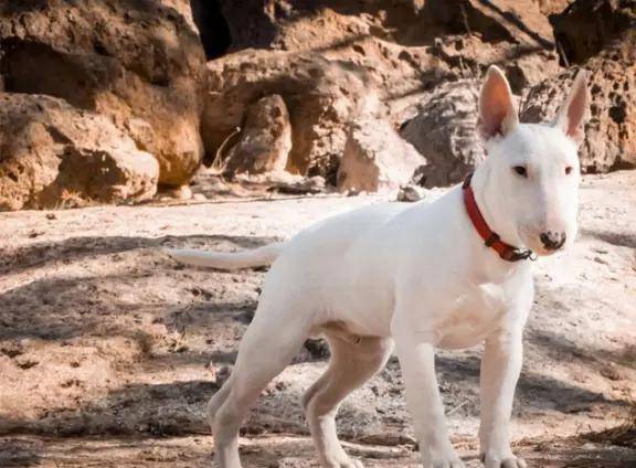 動物世界犬種-牛頭梗_英國_品種_朝上