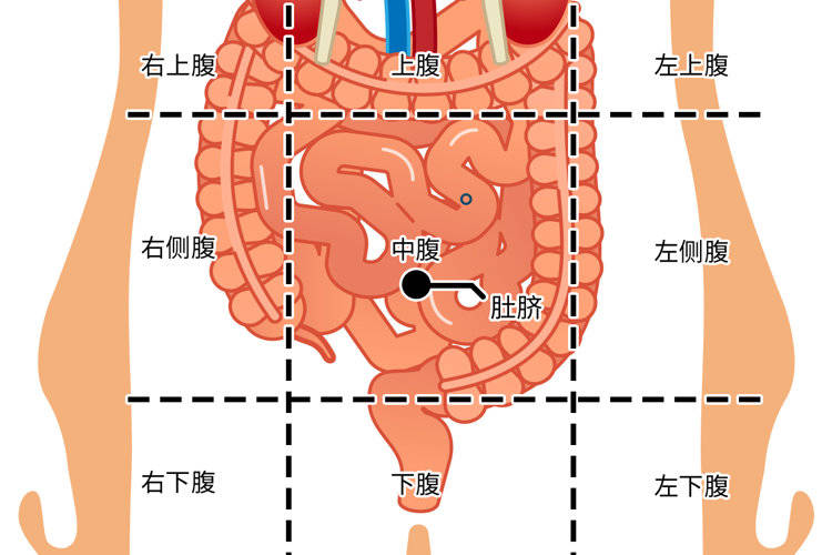 男性身体图腹部图片