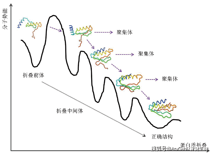 重組蛋白質在大腸桿菌體系中的可溶性表達策略_結構_分子_過程