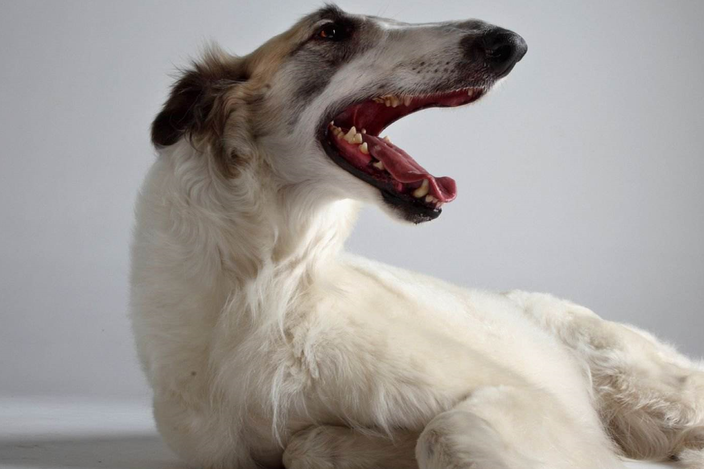 智商排行榜倒數的狗狗,它們同樣有很突出的優點_是一種_獵犬_嗅覺