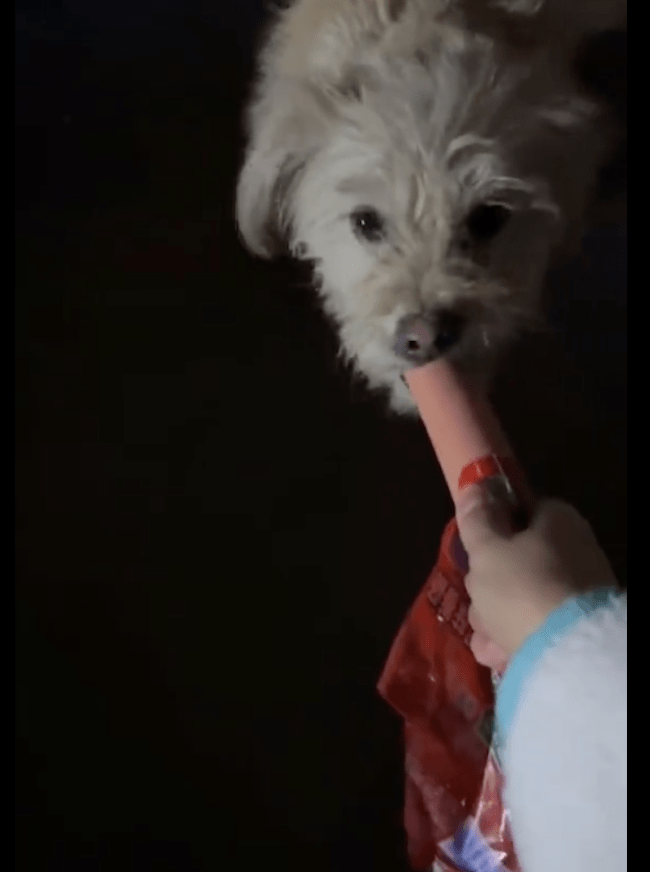 失去妈妈的小狗在垃圾桶旁生活,接连遇见两位女生,照亮了它的狗生! 失去妈妈的小狗在垃圾桶旁生活,接连遇见两位女生,照亮了它的狗生!