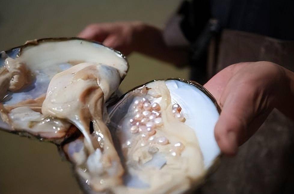 河蚌肉又肥又厚,堪称吃货的国人为何难下口?难道不好吃?