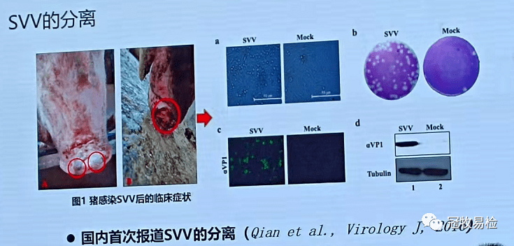 钱平教授:猪塞内卡谷病毒及其综合防控_诊断_疫病_组织