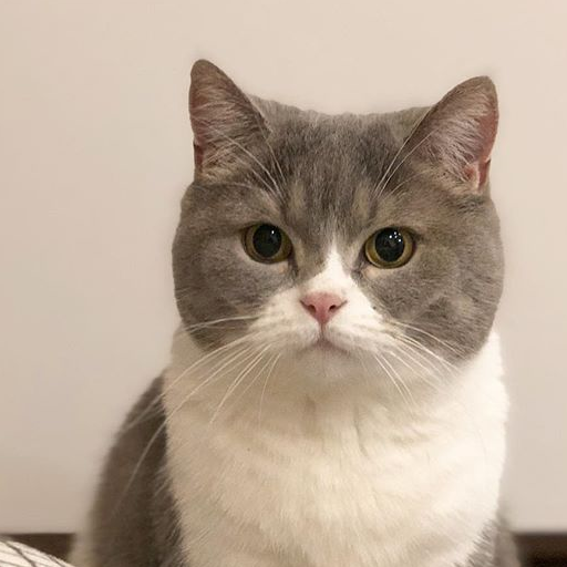 猫咪_网友_角度