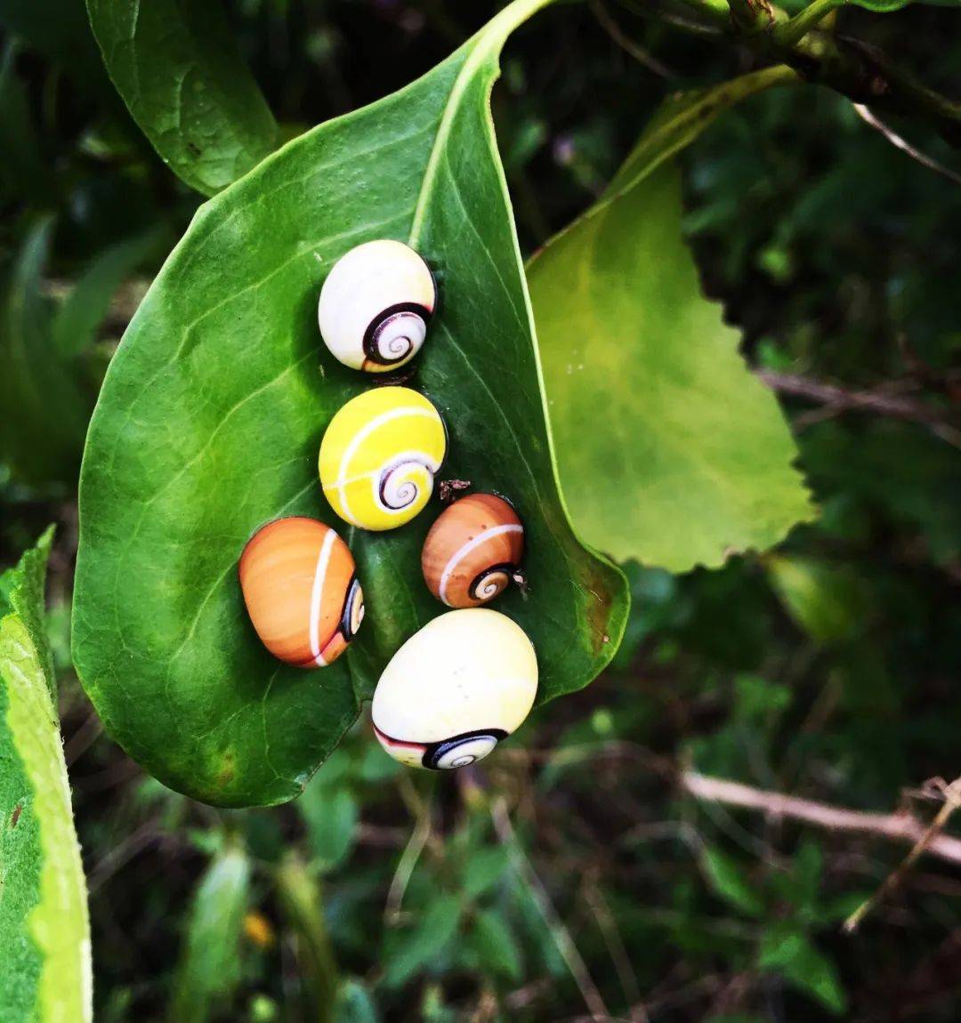 这些漂亮的蜗牛,你见过吗?_变化_古巴_彩绘