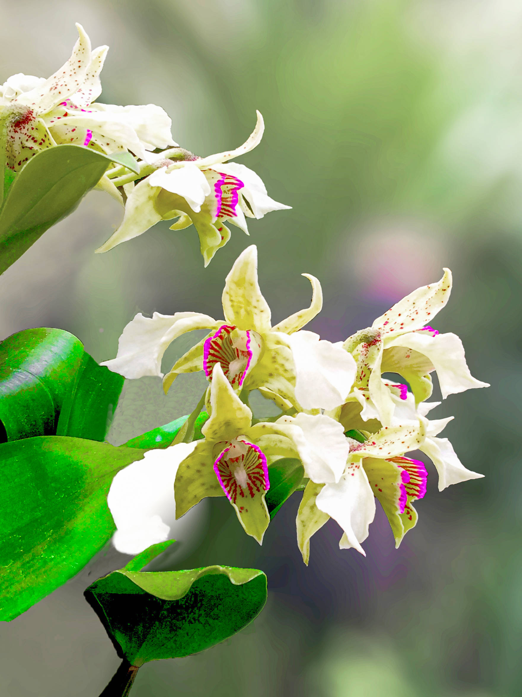 极品洋兰鉴赏(一)_兰花_卡特兰_花园