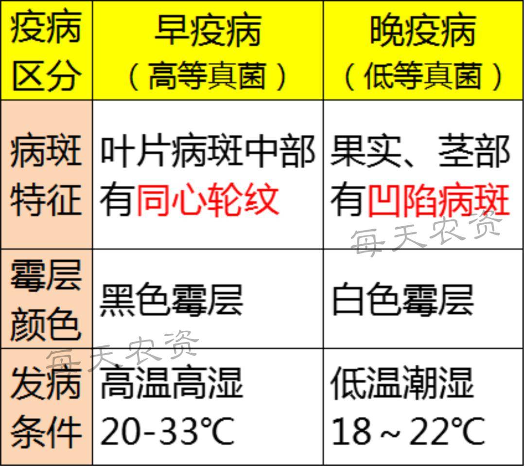 早疫病和晚疫病的区别图片