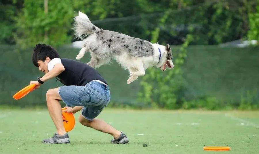 寵職解密專業撩狗的酷帥訓犬師你想嘗試嗎