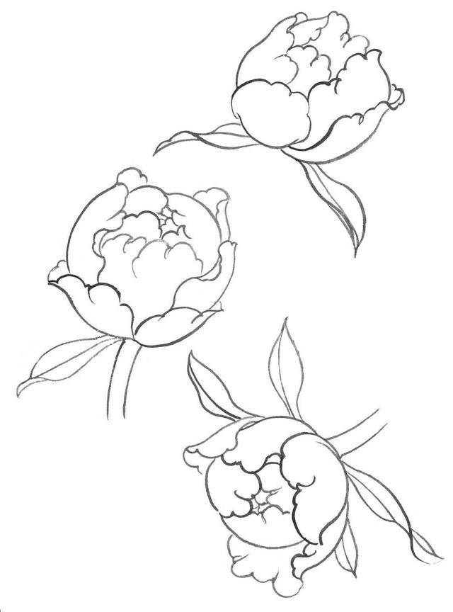 牡丹白描怎么画?分步骤图解示范教你画,收藏起来临摹学习_花瓣