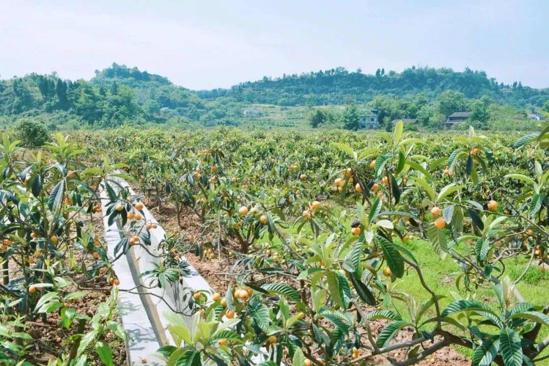 五月份非常适合枇杷种植就有这么一个地方恰好我国西南地区才能种出好