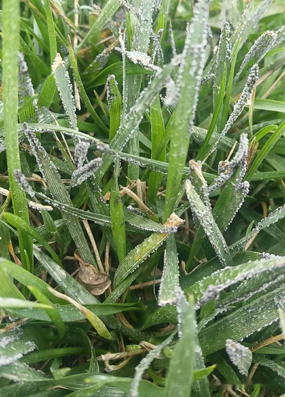 了解了这些病害,草坪还怕养不好吗?_防治