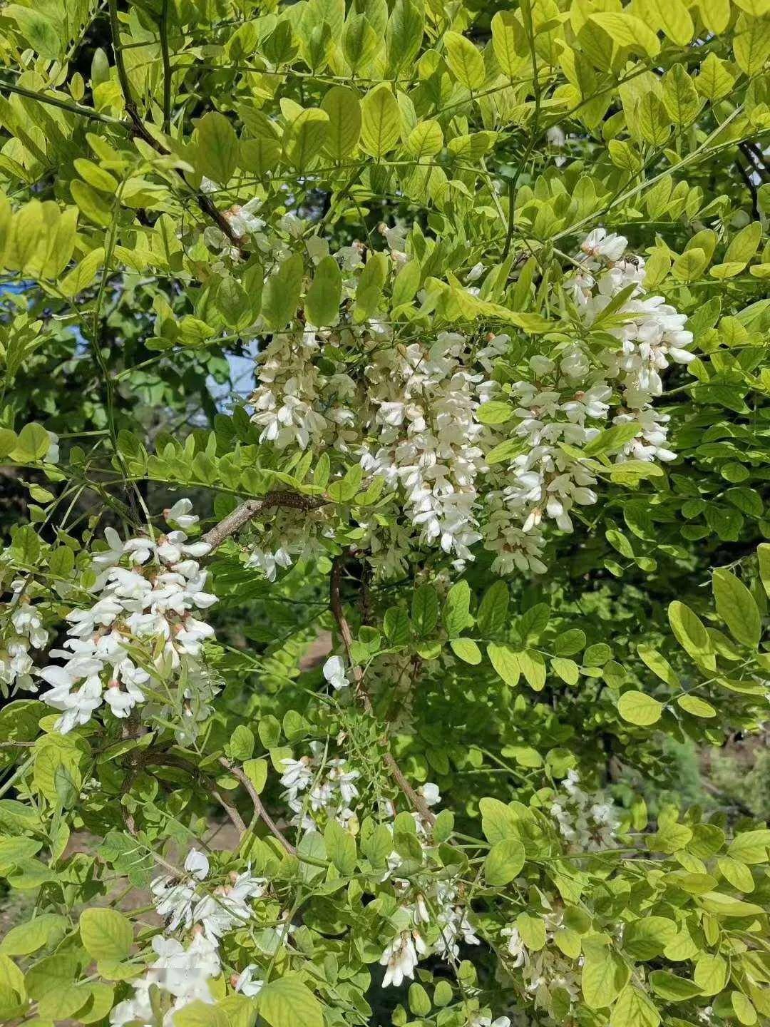 无边无际的槐花林漫山遍野都是槐花飘香10万亩槐花林同时开花涝川的