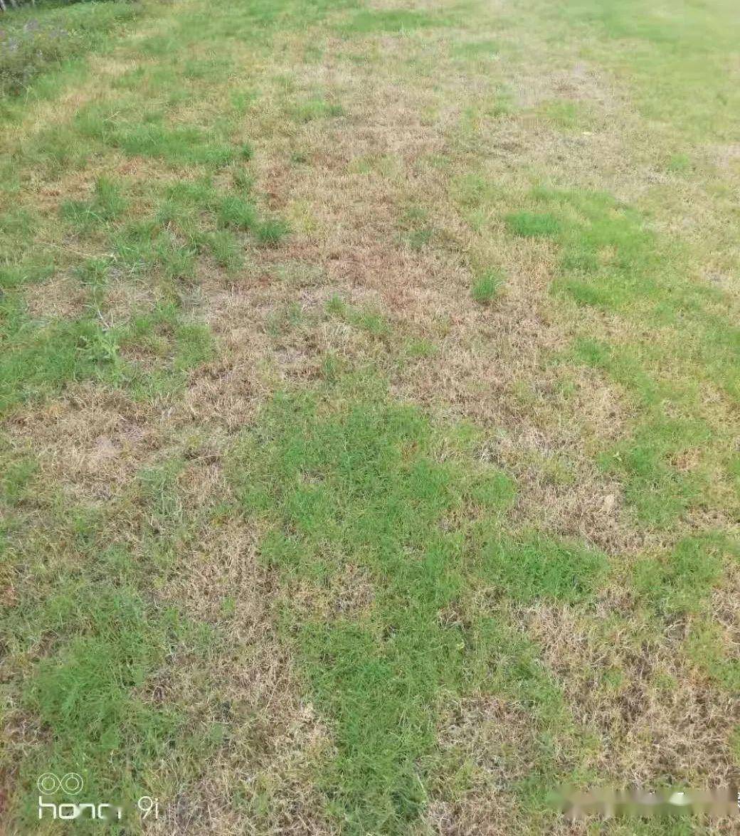 了解了这些病害,草坪还怕养不好吗?