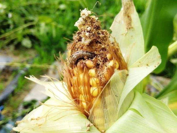 幺蛾子哪里跑这就跟你死磕到底