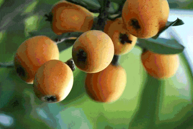 枇杷采摘最后1个星期!泸州4大采摘地点曝光!