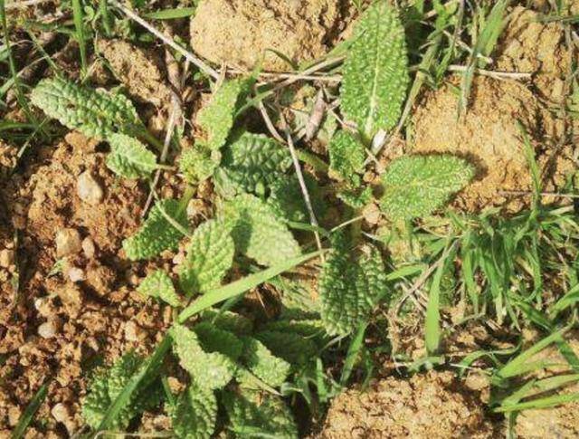 山坡下有1种癞蛤蟆草看起来比较丑殊不知比吊兰值钱