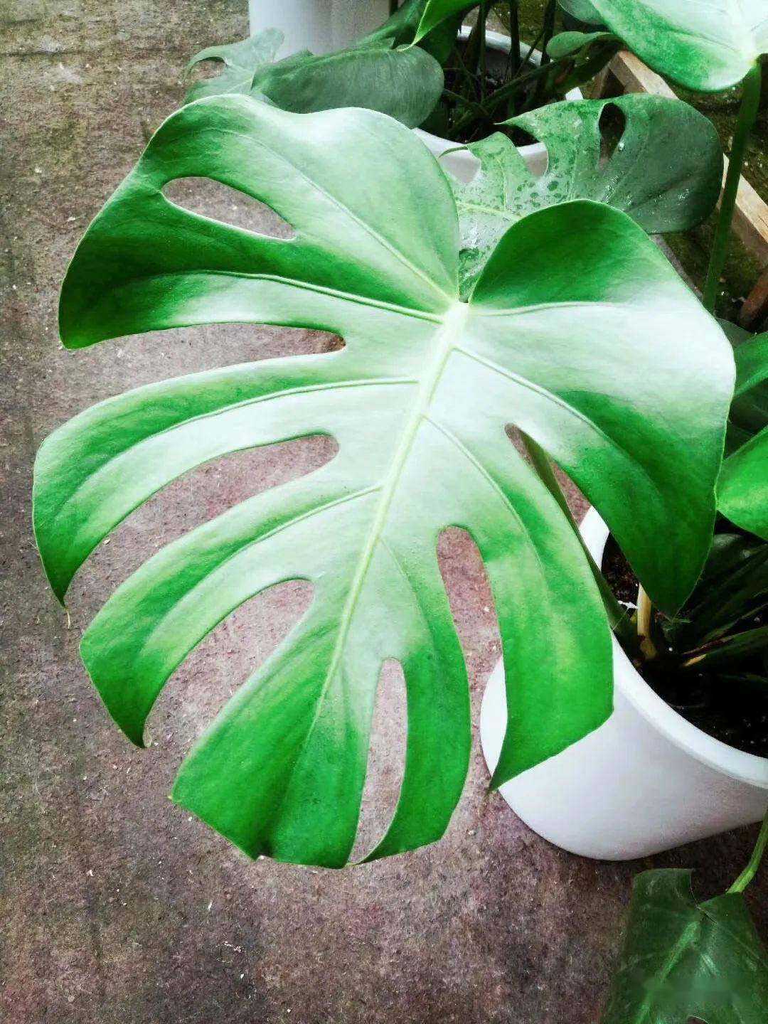 【带你识花】—— 龟背竹