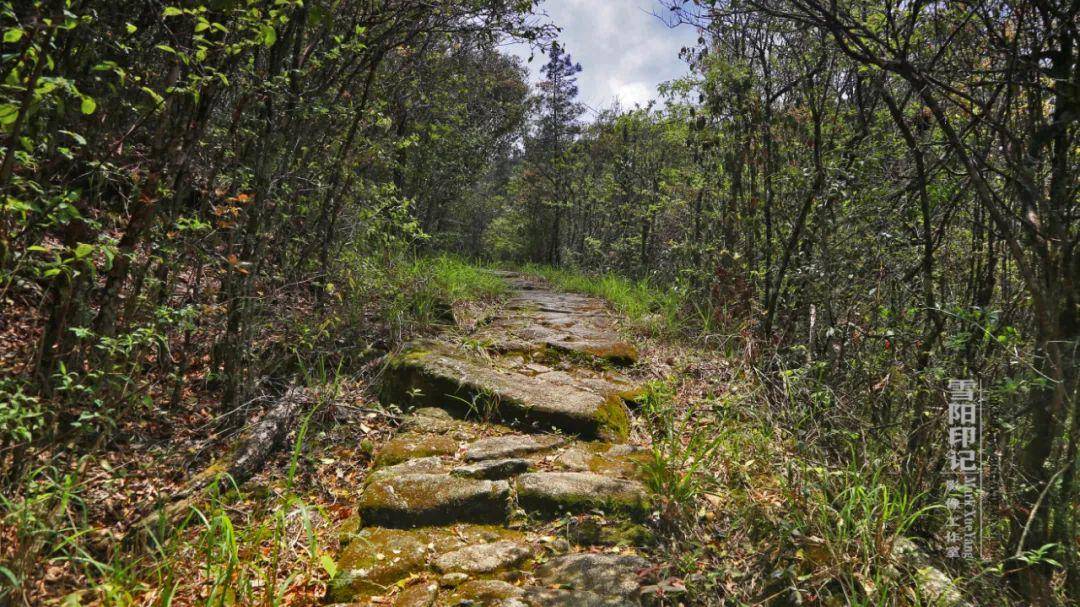 茶盐古道 · 云上大院【雪阳印记】 | 鸟鸣虫啾青石路 实断还连故事留