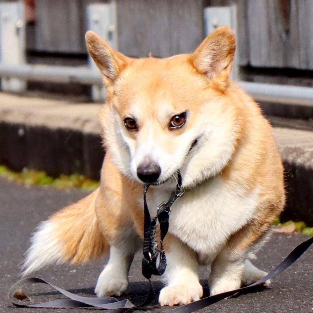 日本這隻柯基火了,堪稱狗界行走的表情包!