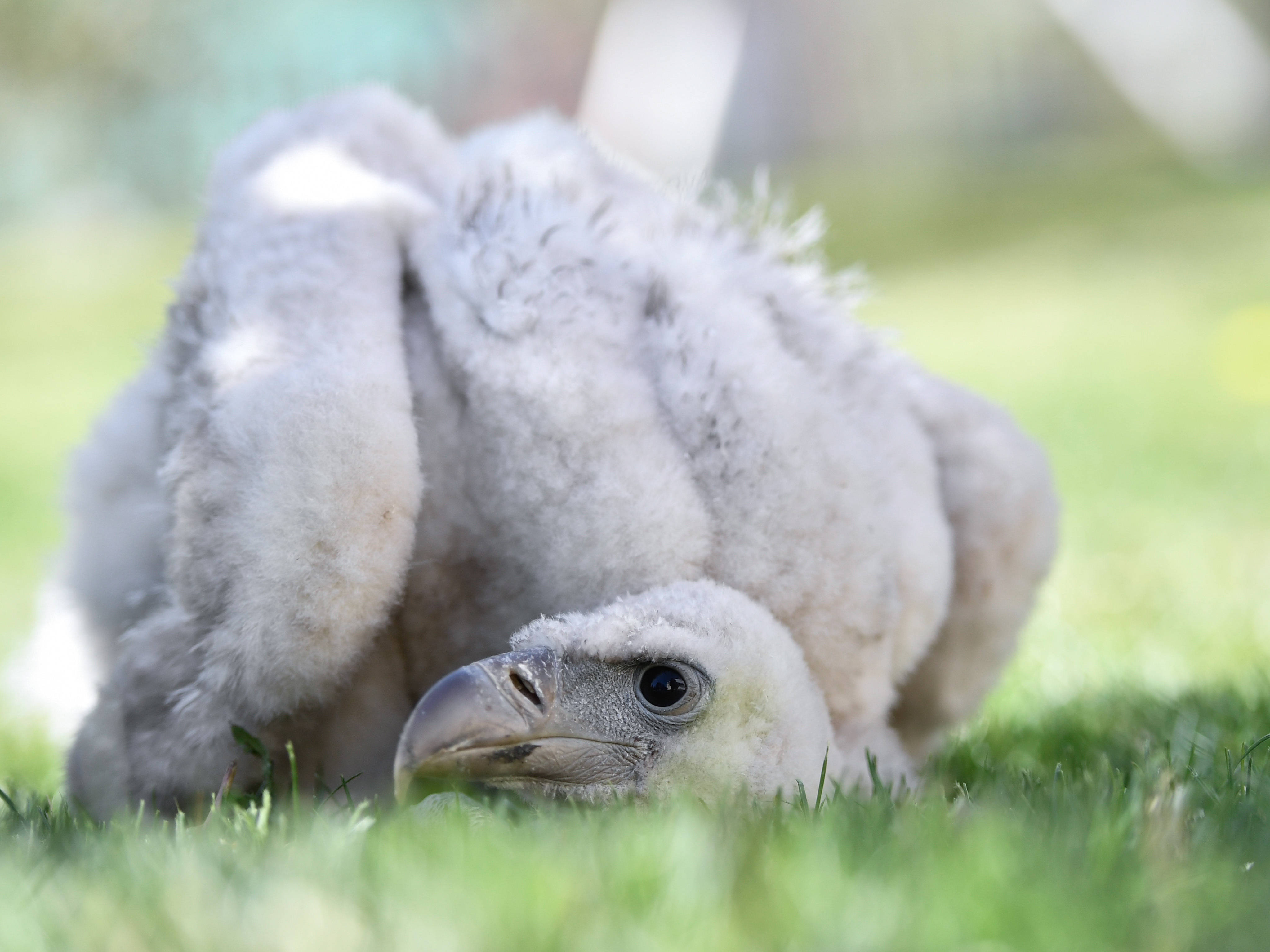 人工繁育高山兀鷲亮相西寧野生動物園