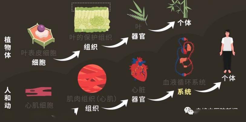 无论是植物体还是人体,细胞都是基本单位,细胞构成组织,组织构成器官