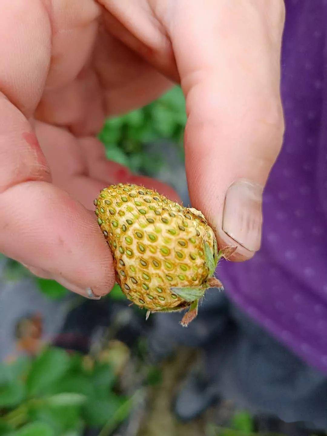 似開水燙秋季薊馬危害葉片,葉片和葉脈發黑,生長抑制薊馬在草莓上發生