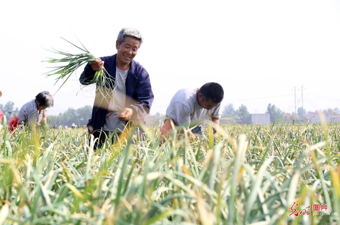 光明图刊抢抓农时夏收忙