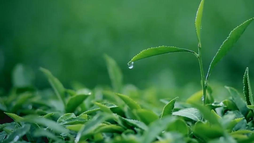 首个国际茶日福建省系列活动在大田开启!明天9:00不见不散!