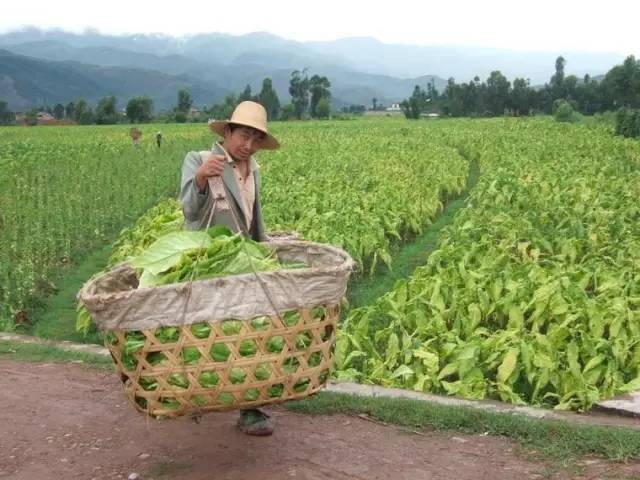 今天,在南雄烟地里发生的一幕._黄烟