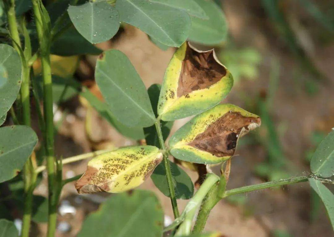 花生上叶斑类和土传病害的辨识与防治