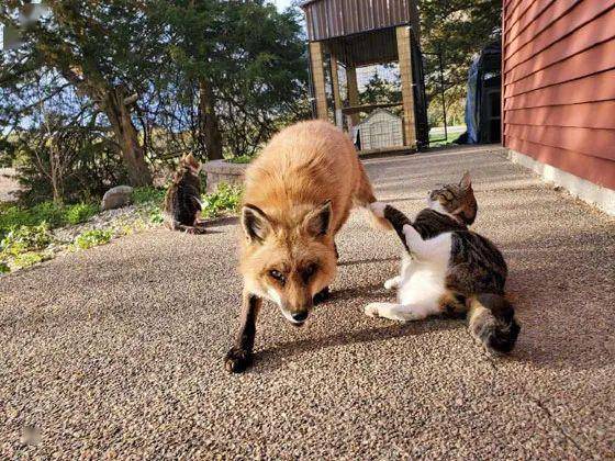 院里来了两只狐狸,猫也不反对,时间久了后,居然成了好朋友!