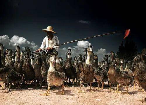 石朝江:放鸭的乐趣_鸭子