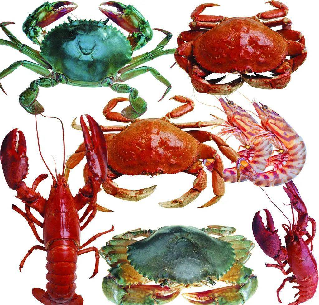 受疫情影响,多品类海鲜水产价格跌破成本!